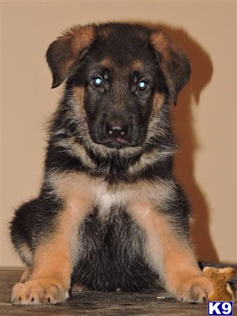 german shepherd puppy posted by Van Der Sar Kennel